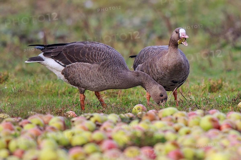 Greater White-fronted Goose (Anser albifrons) adult and juvenile feeding on apples, North Rhine-Westphalia, Germany