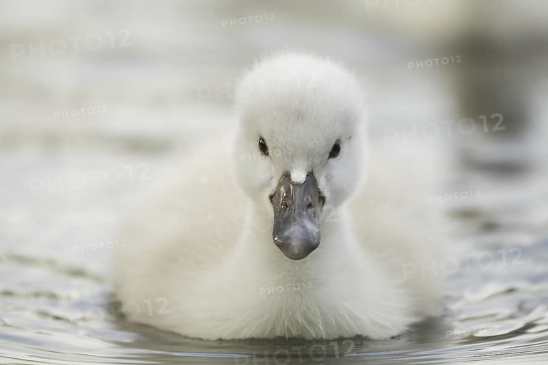 Mute Swan (Cygnus olor) juvenile, North Rhine-Westphalia, Germany