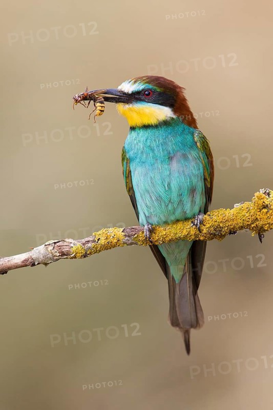 European Bee-eater (Merops apiaster) perched on a branch, Poland