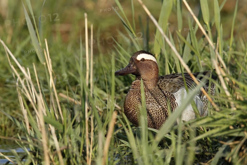 Garganey (Spatula querquedula) male, Lower Saxony, Germany