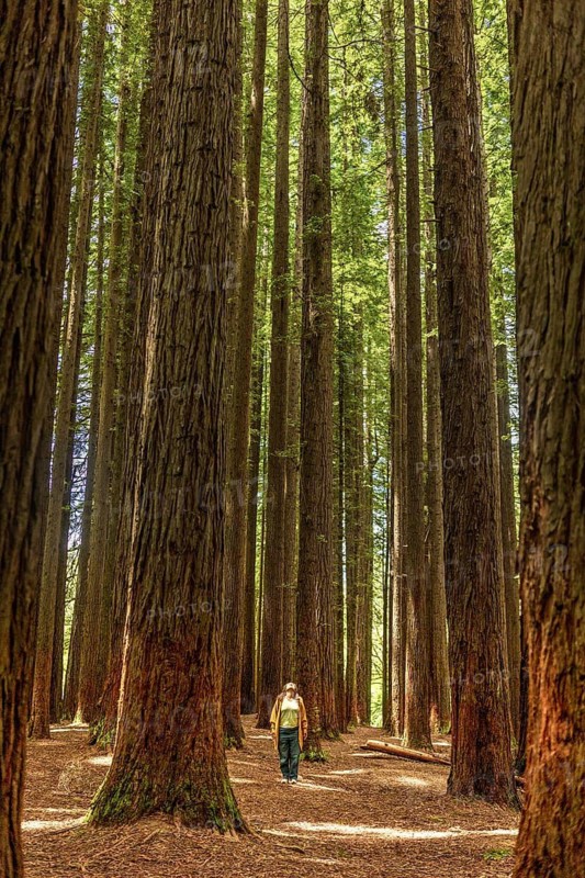 A woman strolls alone through a tranquil forest of towering redwoods in the Great Ocean Road, Australia. The sunlight filters through the canopy, casting serene shadows on the forest floor