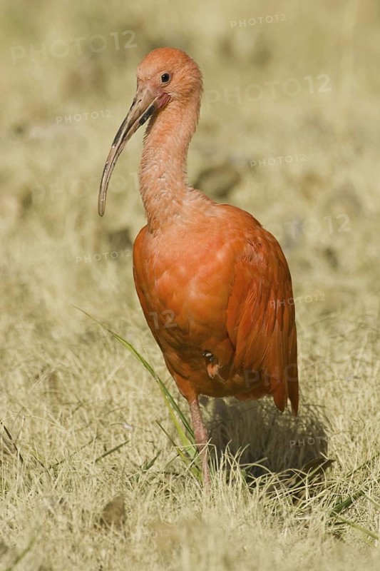 Scarlet Ibis (Eudocimus ruber), New Mexico, USA