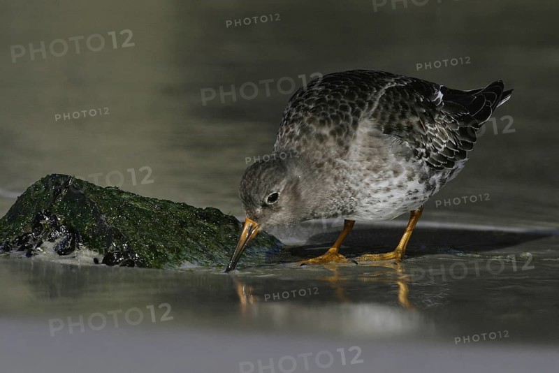 Purple Sandpiper (Calidris maritima), New Jersey, USA