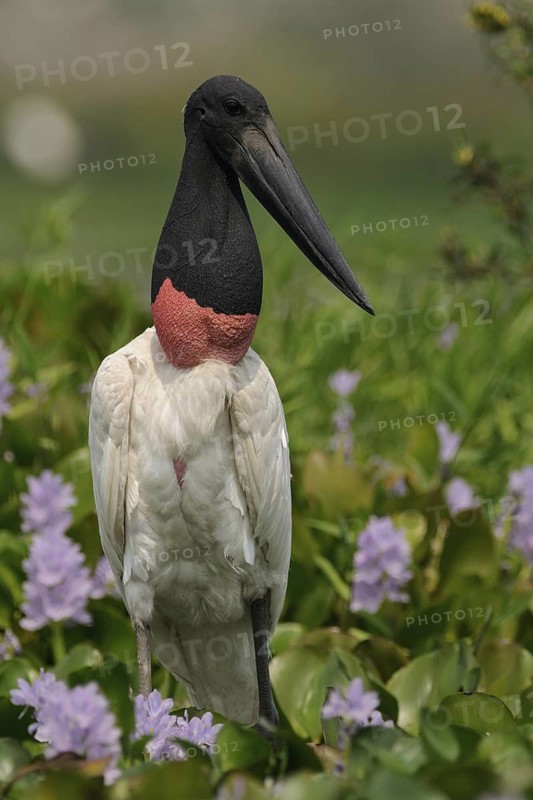 Jabiru (Jabiru mycteria), Pantanal, Brazil