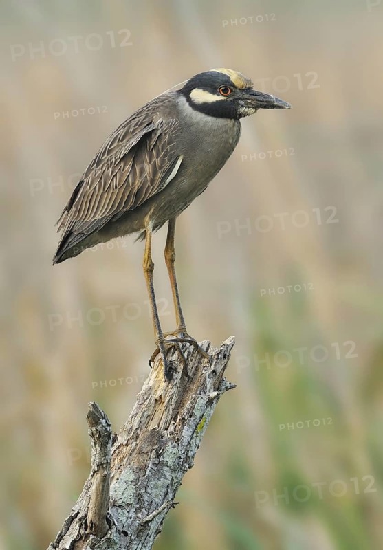Yellow-crowned Night Heron (Nyctanassa violacea), Texas, USA