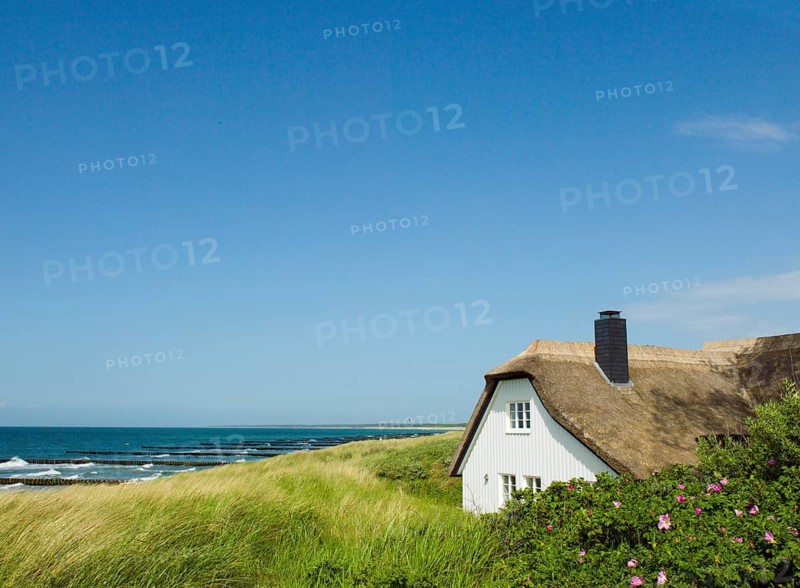 Coastal scene, blooming plants in the foreground, with a thatched building, Ahrenshoop, Baltic Sea, Vorpommern-Rügen district in Mecklenburg-Western Pomerania, Germany