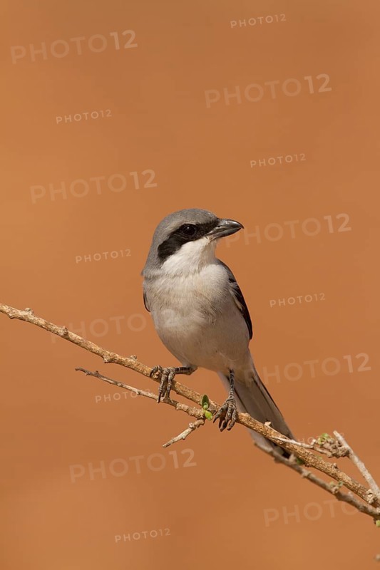 Southern Grey Shrike (Lanius meridionalis), Morocco