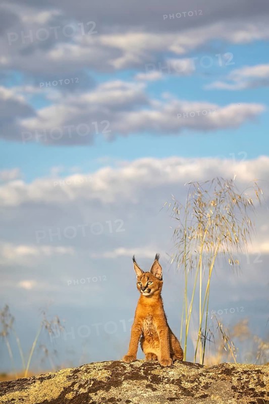 Caracal (Caracal caracal) lonely cub sitting on lookout looking into the distance, Castile-La Mancha, Spain