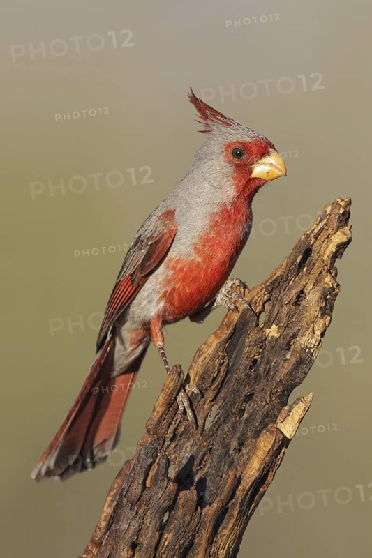 Pyrrhuloxia (Cardinalis sinuatus) male, Arizona, USA