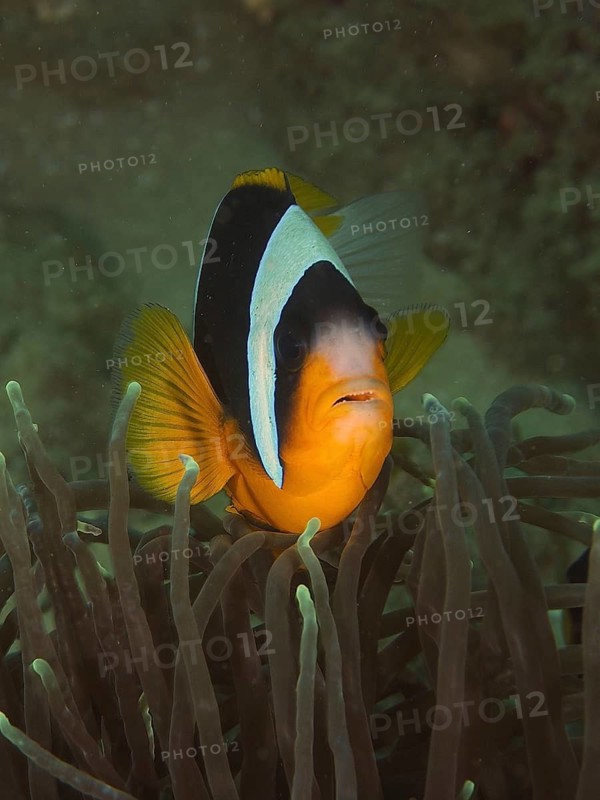 Allard's clownfish (Amphiprion allardi)