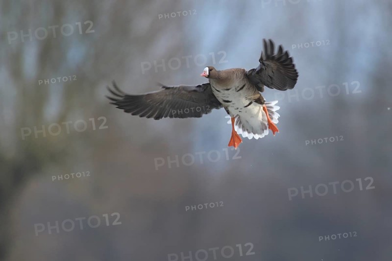 Greater White-fronted Goose (Anser albifrons) landing, North Rhine-Westphalia, Germany