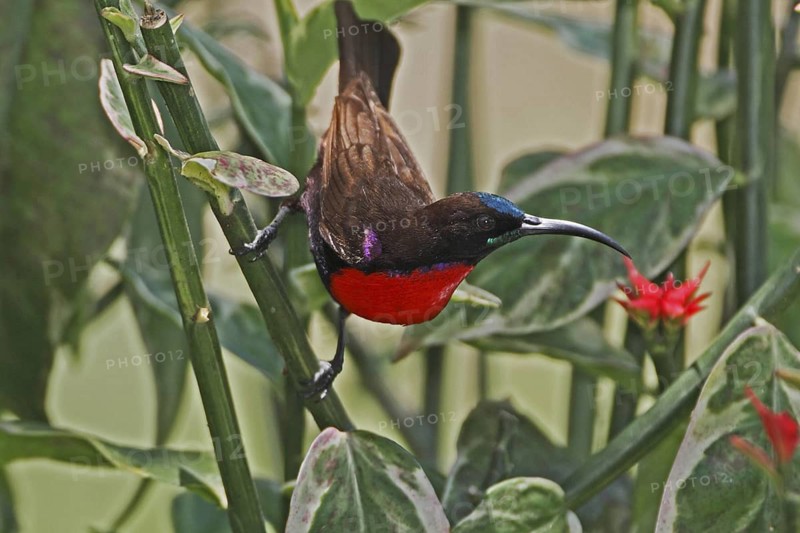 Hunter's Sunbird, Chalcomitra hunteri, male