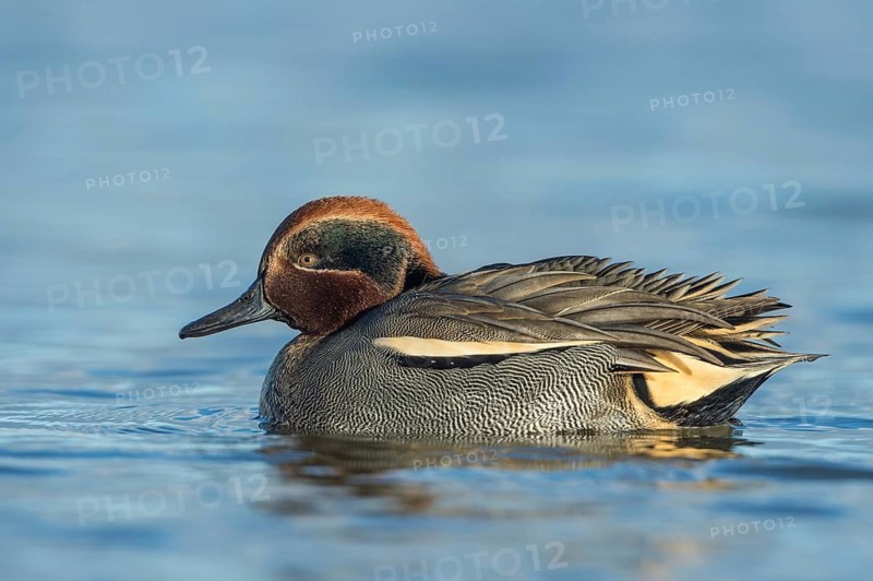 Eurasian Teal (Anas crecca) male, Schleswig-Holstein, Germany