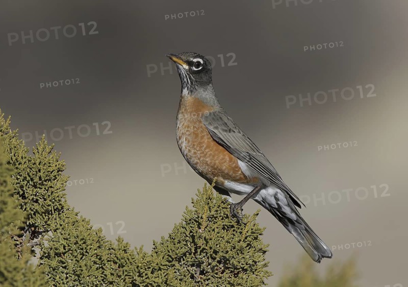 American Robin (Turdus migratorius), New Mexico, USA