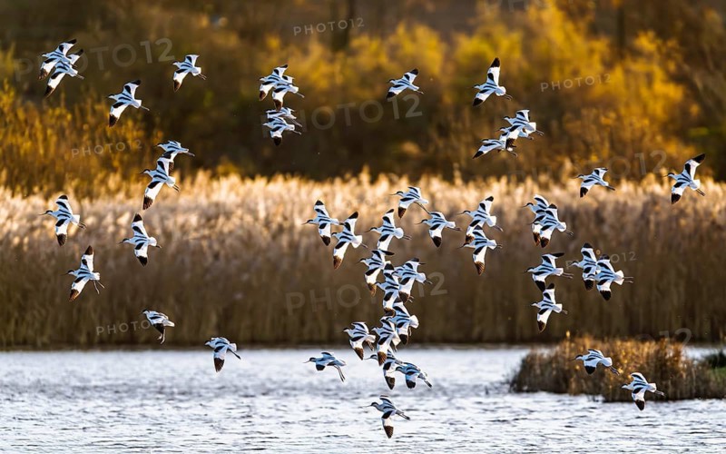 Pied Avocet, Recurvirostra avosetta, birds in flight over winter marshes