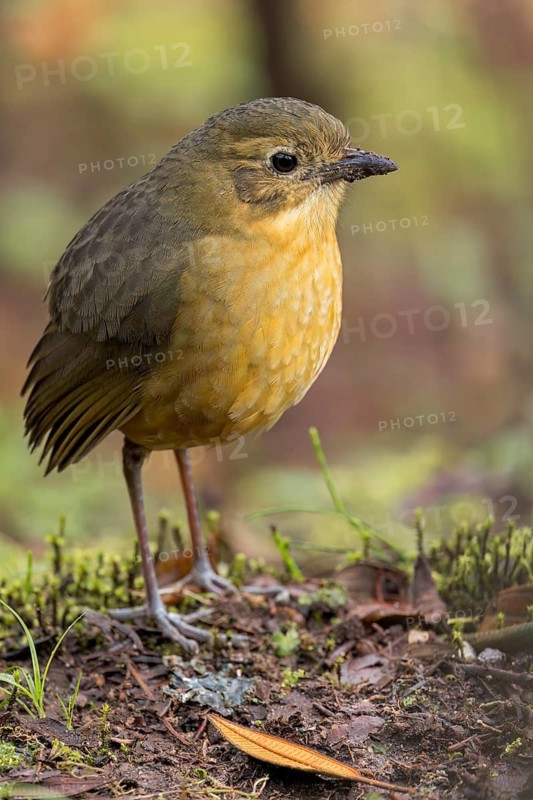 Tawny Antpitta (Grallaria quitensis) perched on the ground in Colombia, South America