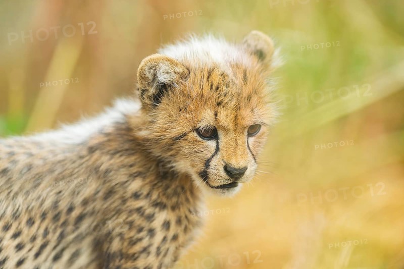 Cheetah (Acinonyx jubatus) youngster, portrait, captive, occurrence Africa