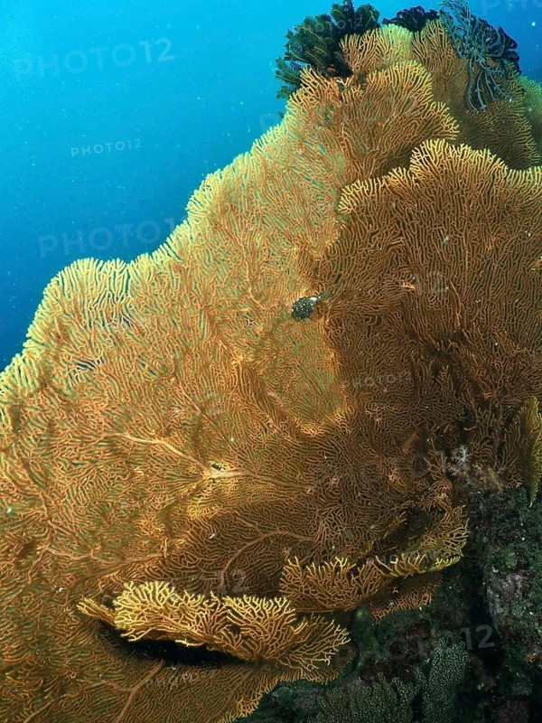 Large giant fan coral (Annella mollis) with fanned structures in clear water, dive site Pidada, Penyapangan, Bali, Indonesia