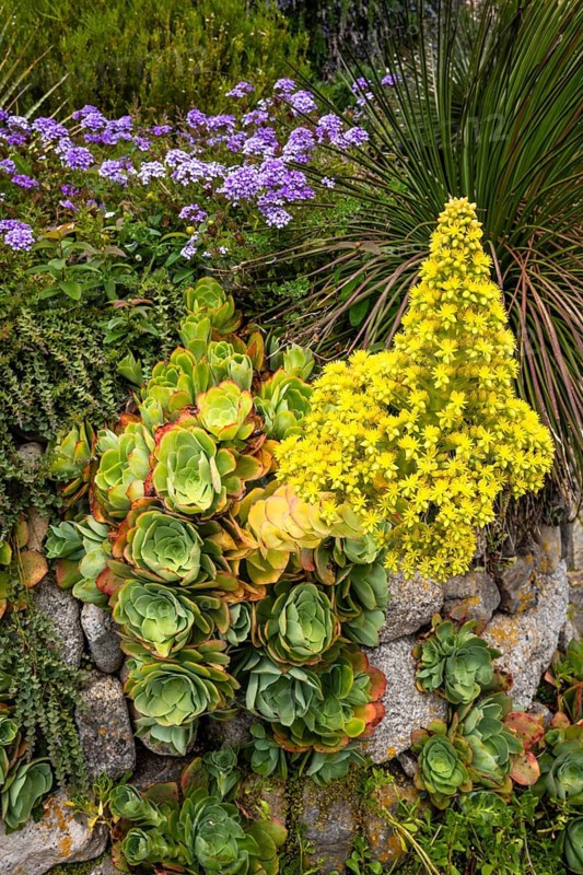 Garden of St Michaels Mount. Various succulents and other yellow and purple flowers. St Michael's Mount, Marazion, Cornwall, England, Great Britain