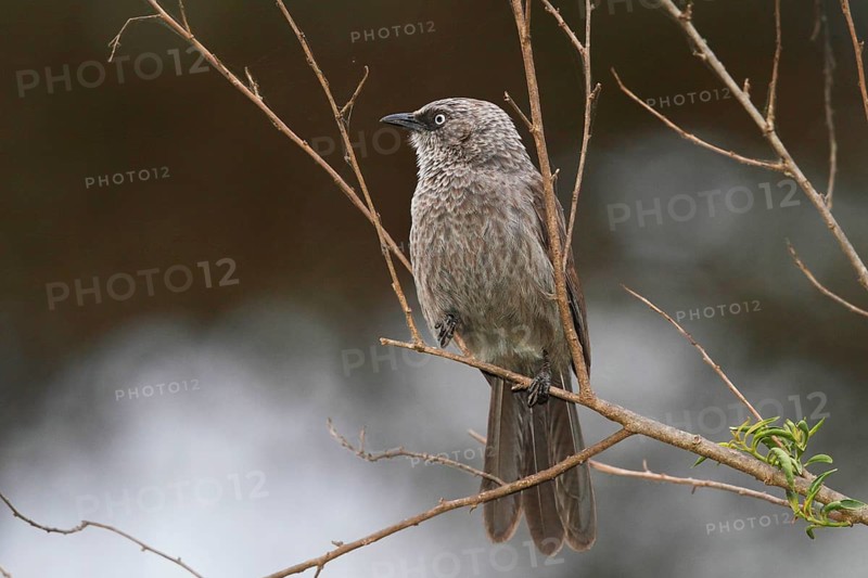 Black-lored Babbler (Turdoides sharpei), Lake Naivasha, Kenya