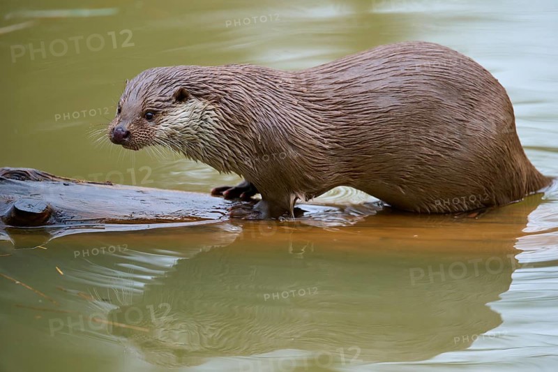 An otter stands on a tree trunk in the water, looking curiously into the distance, Otter (Lutra lutra), Hesse, Germany