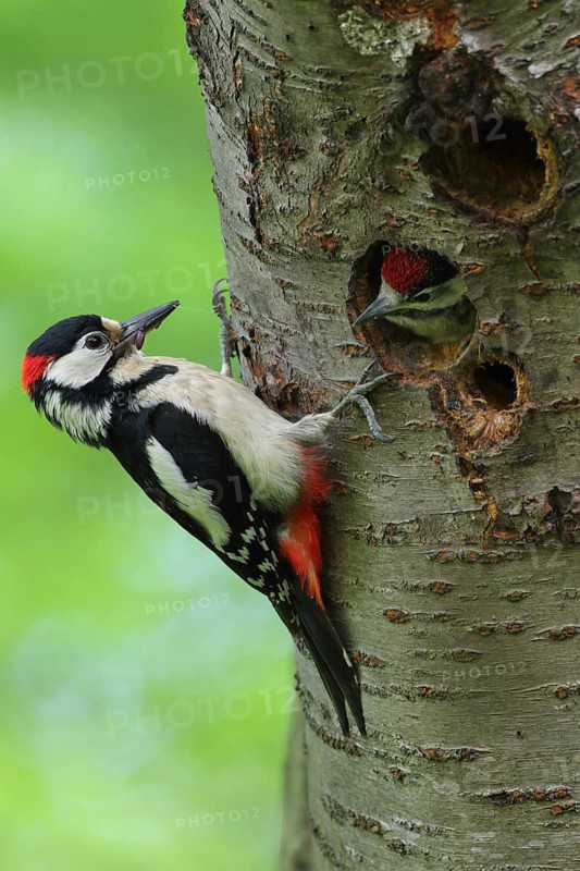 Great Spotted Woodpecker (Dendrocopos major) male at breeding cavity with chick, North Rhine-Westphalia, Germany