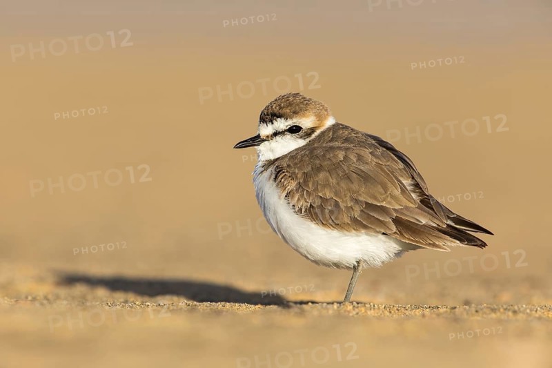 Kentish Plover (Charadrius alexandrinus) on beach, Fuerteventura, Spain