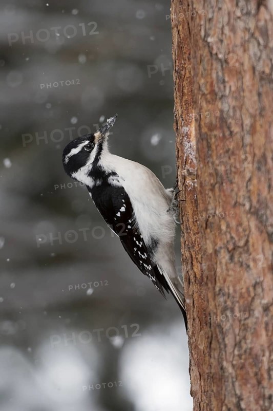 Hairy Woodpecker (Leuconotopicus villosus) female, Wyoming, USA