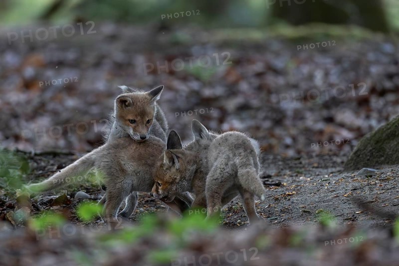 Playing red fox cubs (Vulpes vulpes) are always a refreshing sight, rearing cubs, animal cubs, cute, playful, wrestling, May, Germany