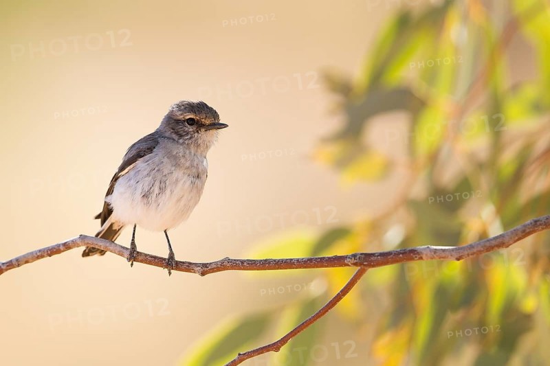 Hooded Robin (Melanodryas cucullata) female, Queensland, Australia
