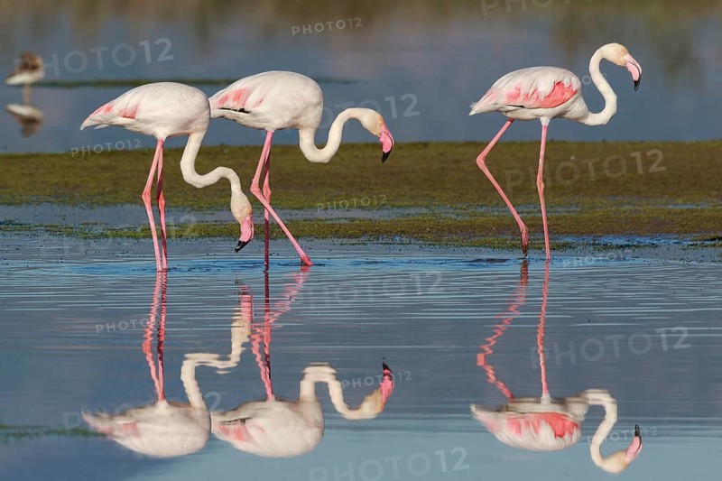 Greater Flamingo (Phoenicopterus roseus) group foraging in shallow water, Greece