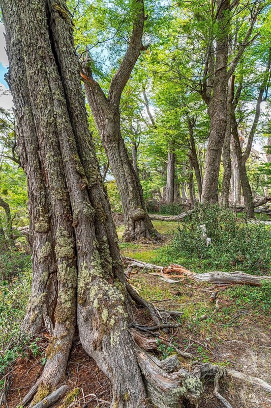 Forest of southern beeches (Nothofagus) on the banks of the Lasifahaj River, Tierra del Fuego Island, Patagonia, Argentina