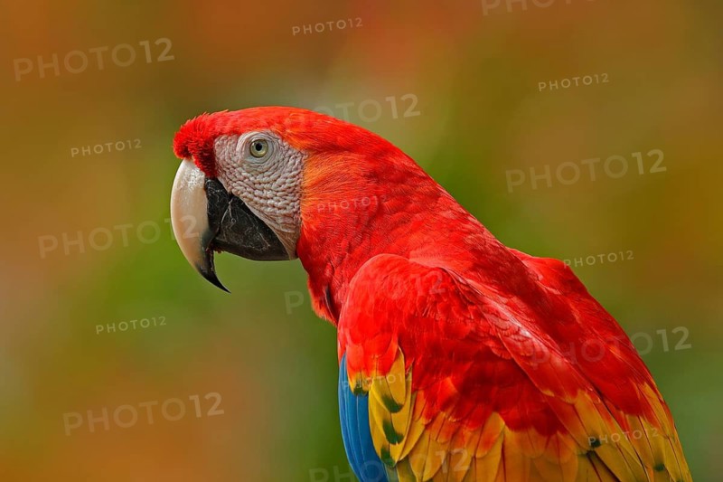Big red parrot Scarlet Macaw, Ara macao, bird sitting on branch, Costa rica. Wildlife scene from tropic forest nature. Beautiful parrot in forest, nature habitat. Summer day with macaw