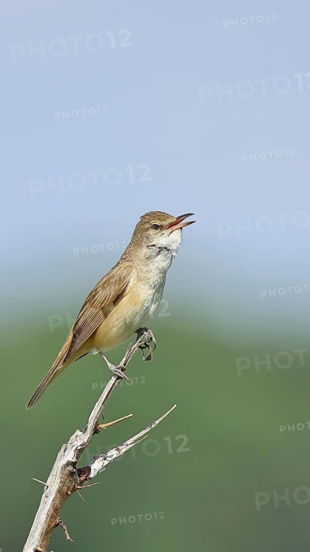 Great Reed Warbler (Acrocephalus arundinaceus), with open beak, singing, twittering, sitting on a twig, singing station, natural habitat, migratory bird, songbirds Lake Neusiedl, Burgenland, Austria