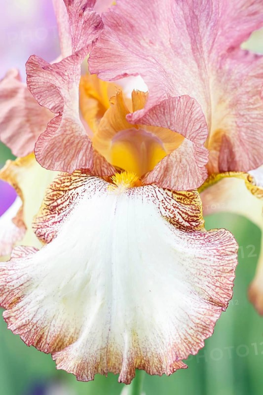 Beautiful multicolored iris flower bloom in the garden. Close up, fragility and summer concept