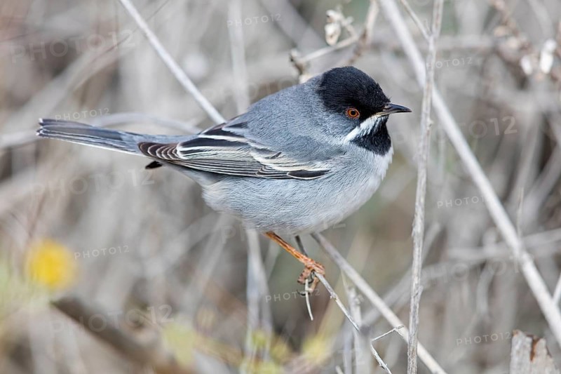Masked warbler, Sylvia rueppelli, Sylvia ruppelli, Israel
