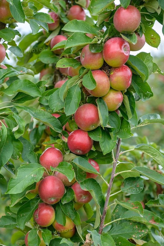 Columnar apple (Malus domestica CAMPANILO® QUATTRO),  Germany