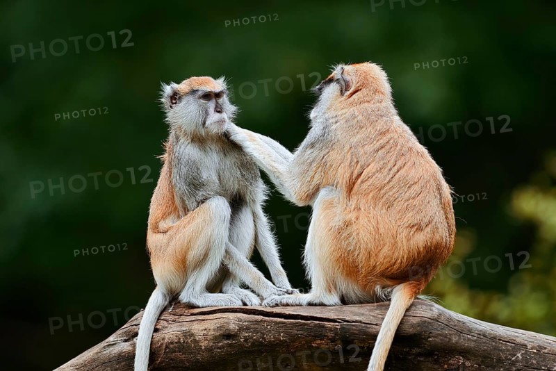 Western hussar monkey (Erythrocebus patas patas), male and female grooming each other, captive, occurring in Africa