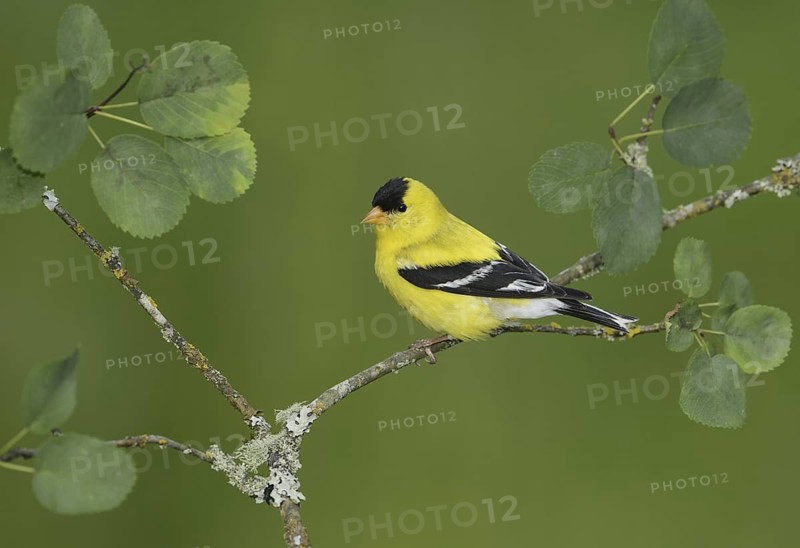 American Goldfinch (Spinus tristis) male, British Columbia, Canada