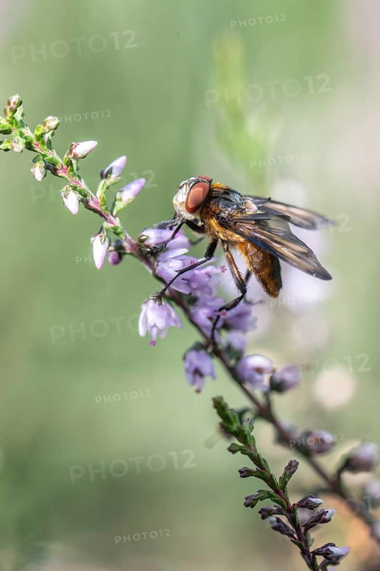 Shiny wedge-spotted hoverfly (Eristalis rupium), Emsland, Lower Saxony, Germany