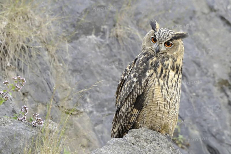 Eurasian Eagle-Owl (Bubo bubo), North Rhine-Westphalia, Germany