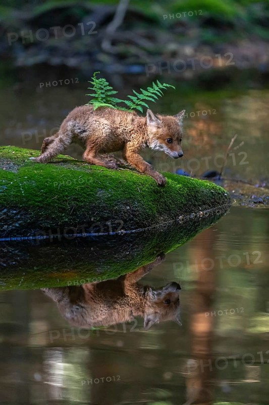 One young red fox, Vulpes vulpes, walking over a mossy rock in a shallow forest creek in late light. Searching for food