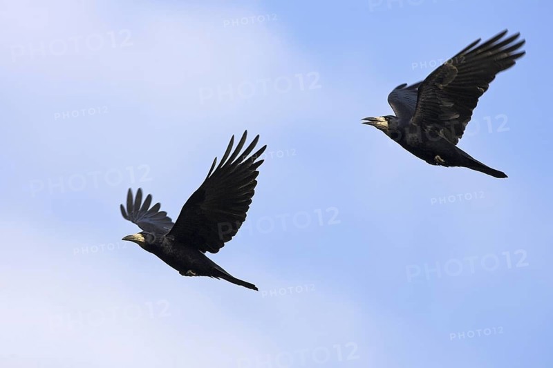 Rook (Corvus frugilegus) flying, Rhineland-Palatinate, Germany