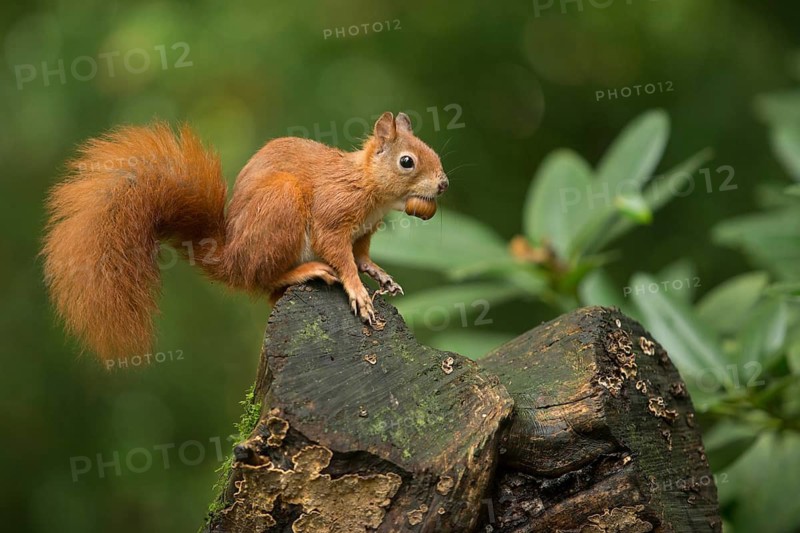 Eurasian Red Squirrel (Sciurus vulgaris) nibbling on hazelnut, Netherlands