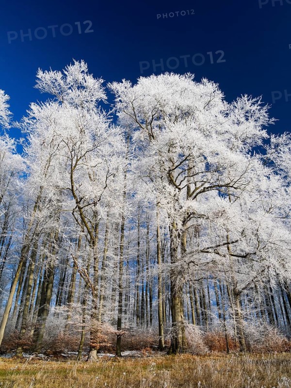 Beech woodland (Fagus sylvatica), covered in hoarfrost against a deep blue sky in winter, beside Breuna, North Hesse, Germany