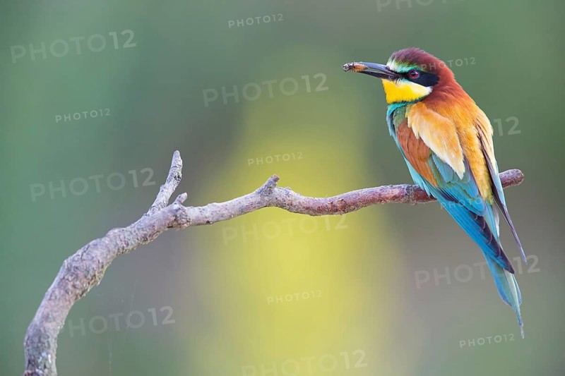 Bee-eater, (Merops apiaster), Animals, Birds, Raptor family, Perching station, Muselievo, Muselievo, Pleven, Bulgaria