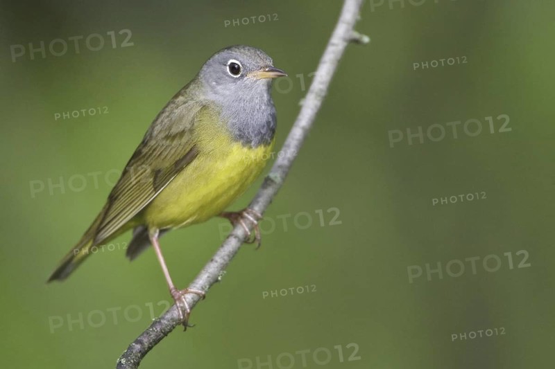 Connecticut Warbler (Oporornis agilis), Manitoba, Canada