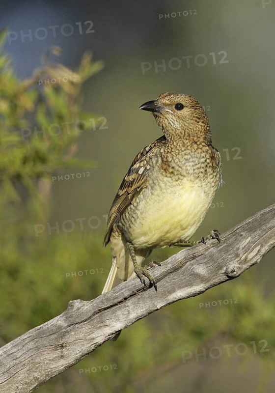 Spotted Bowerbird (Chlamydera maculata), Queensland, Australia