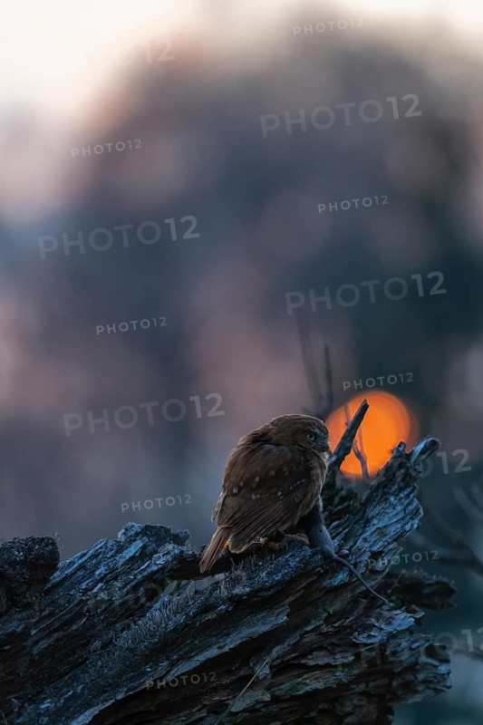 One East Brazilian pygmy owl (Glaucidium minutissimum), also known as least pygmy-owl or Sick's pygmy-owl, sitting on a small twig of a tree, feeding on a mouse. Back light condition in last evening light during sunset
