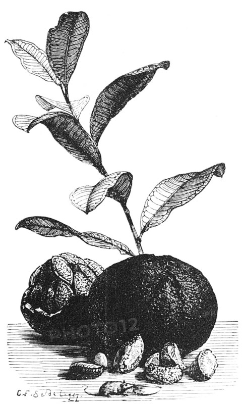Brazil nut plant (Bertholletia excelsa) and fruit, branch with leaves, tropical fruit, named after the northern Brazilian state of Pará, food, rich in minerals, health, travelling, Brazil, historical illustration 18888